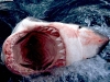 thumbs Great White Shark, South Africa Photos